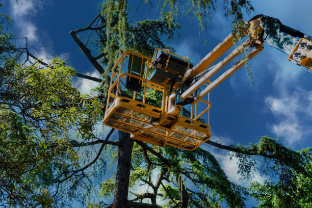 Trusted Grandview Heights, OH Tree Removal and Landscaping Services Experts